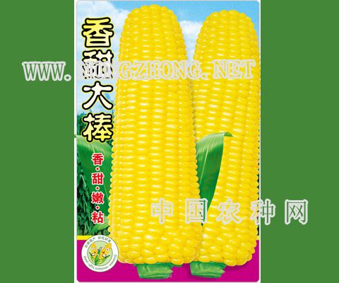 香甜大棒
